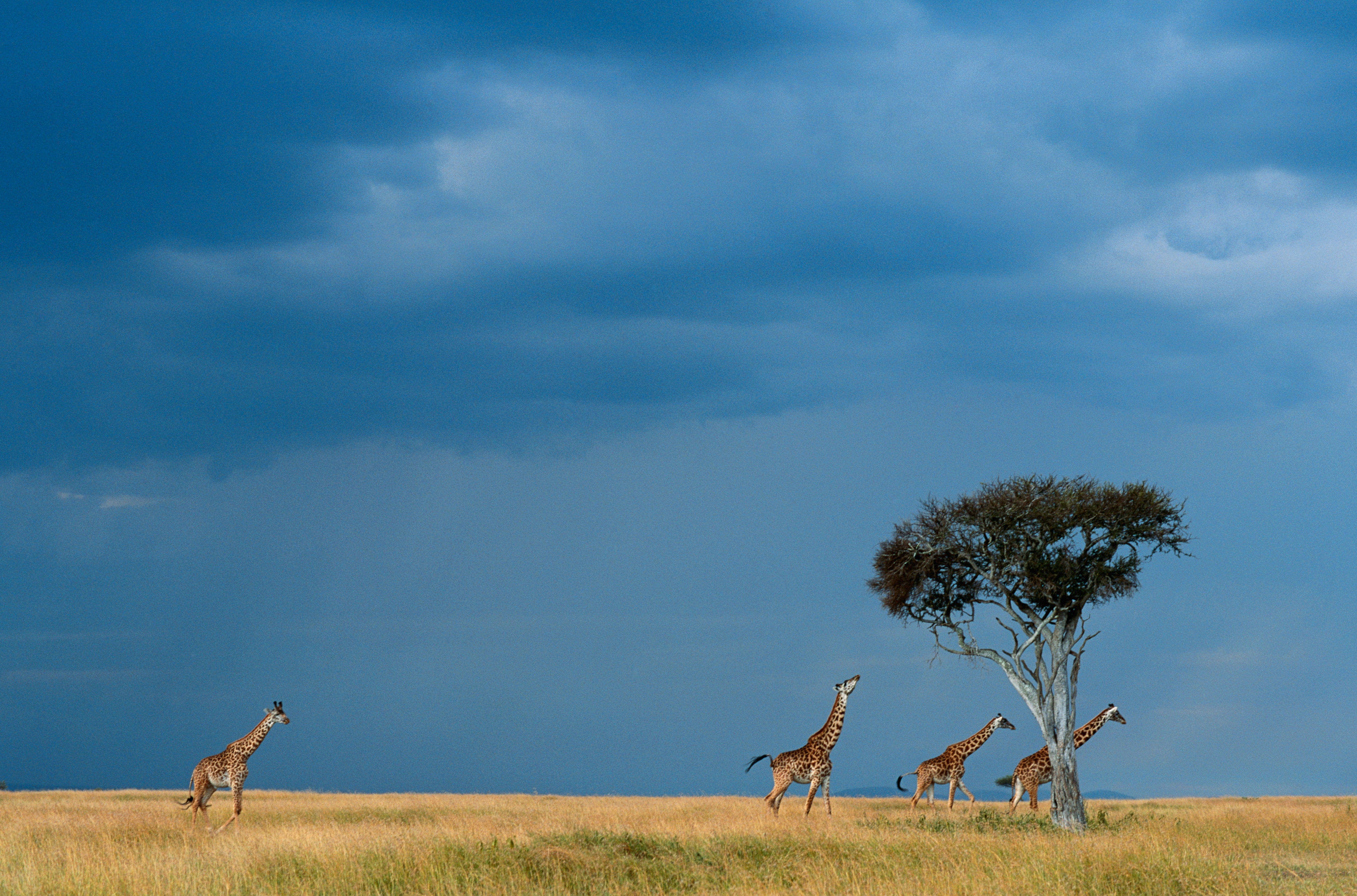 Africa 2040: The Five Forces Reshaping the Continent